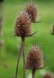 Dipsacus laciniatus