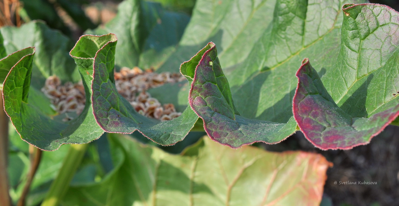 Изображение особи Rheum rhabarbarum.