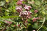 Eupatorium cannabinum