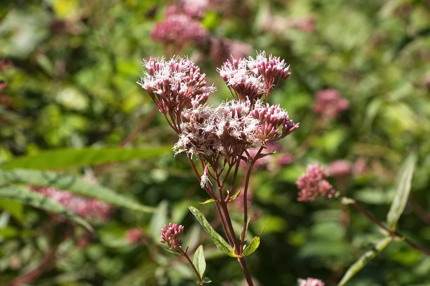 Изображение особи Eupatorium cannabinum.