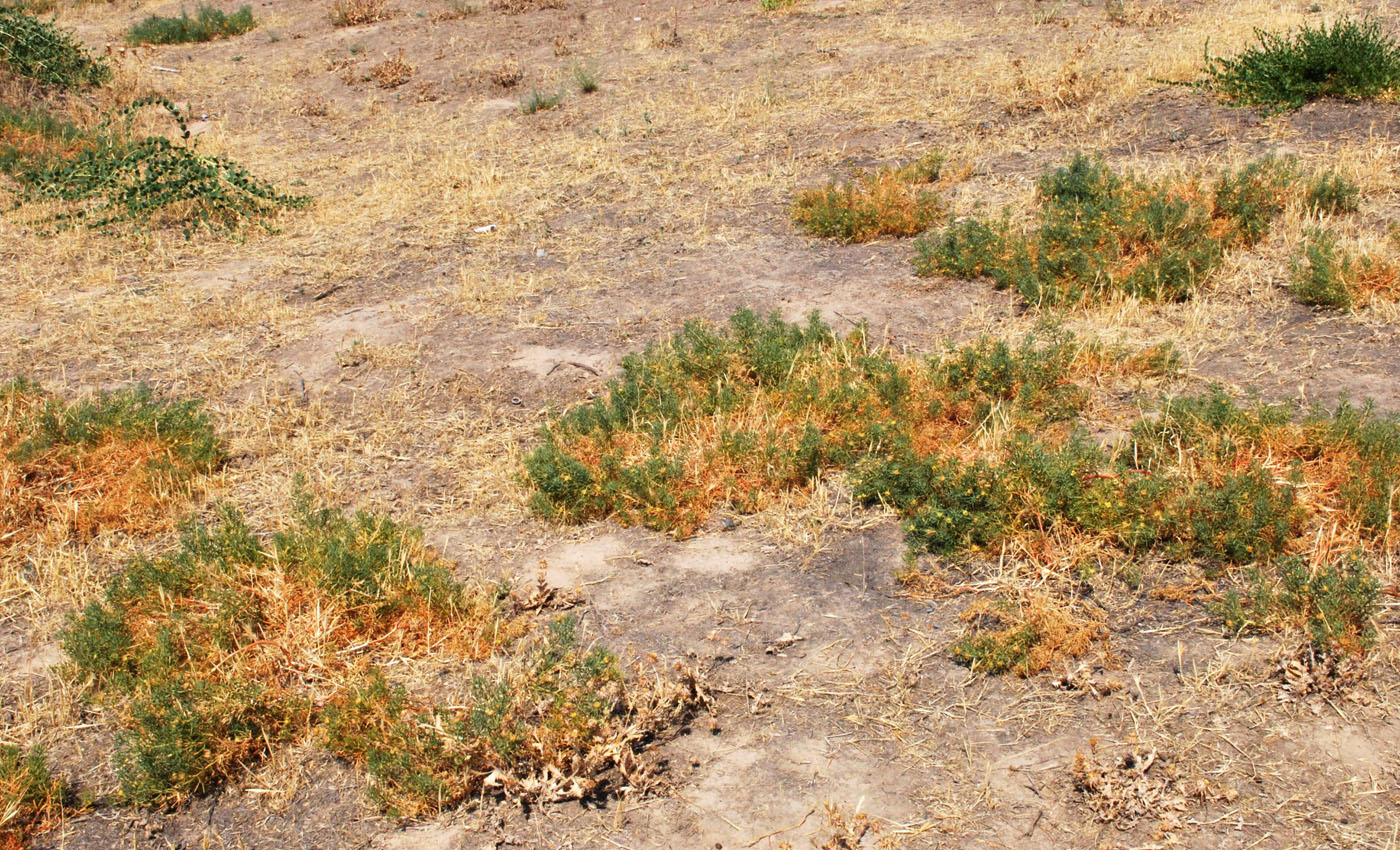 Image of Peganum harmala specimen.