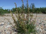 Artemisia borealis