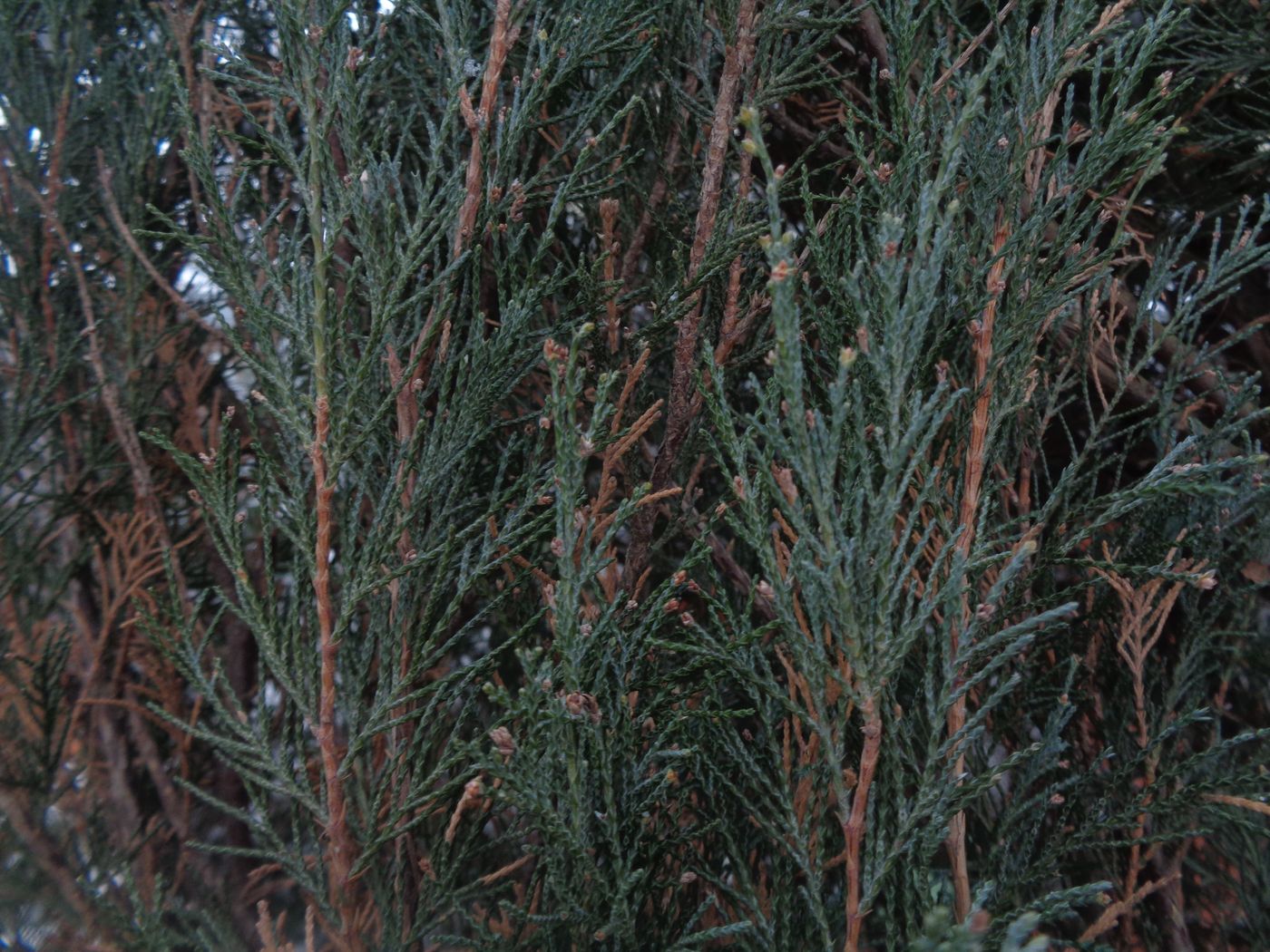 Изображение особи род Juniperus.