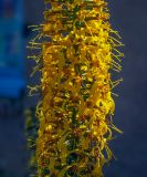 Ligularia przewalskii