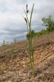 Carex melanostachya