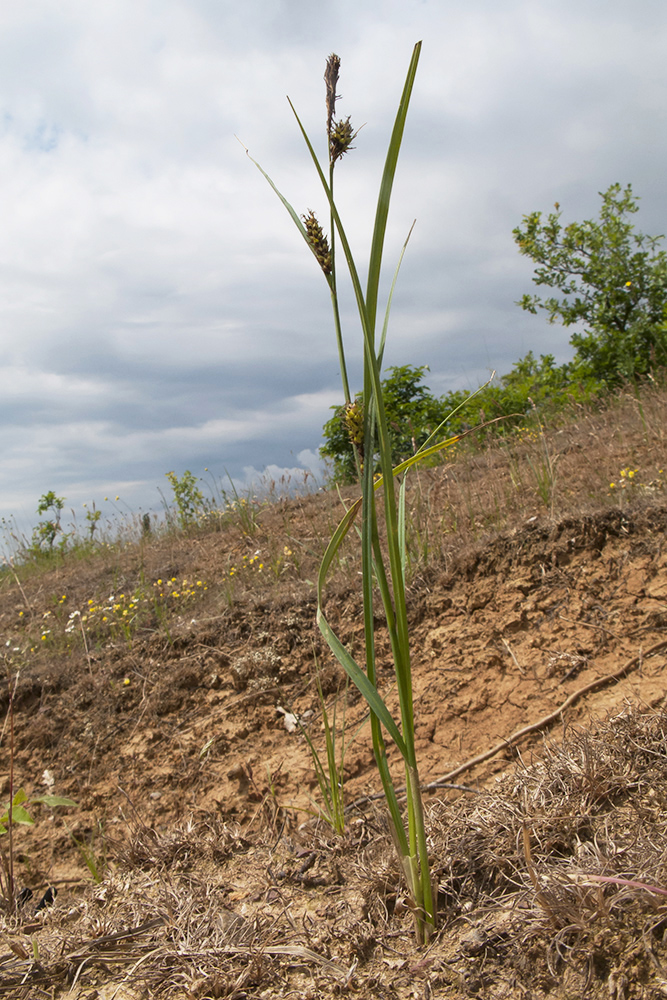 Image of Carex melanostachya specimen.