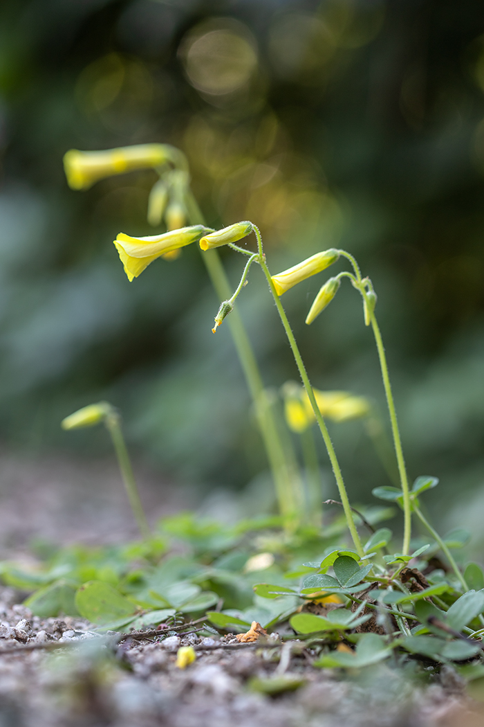 Image of Oxalis pes-caprae specimen.