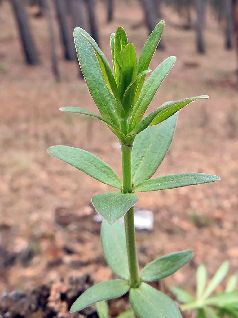 Изображение особи Galium boreale.