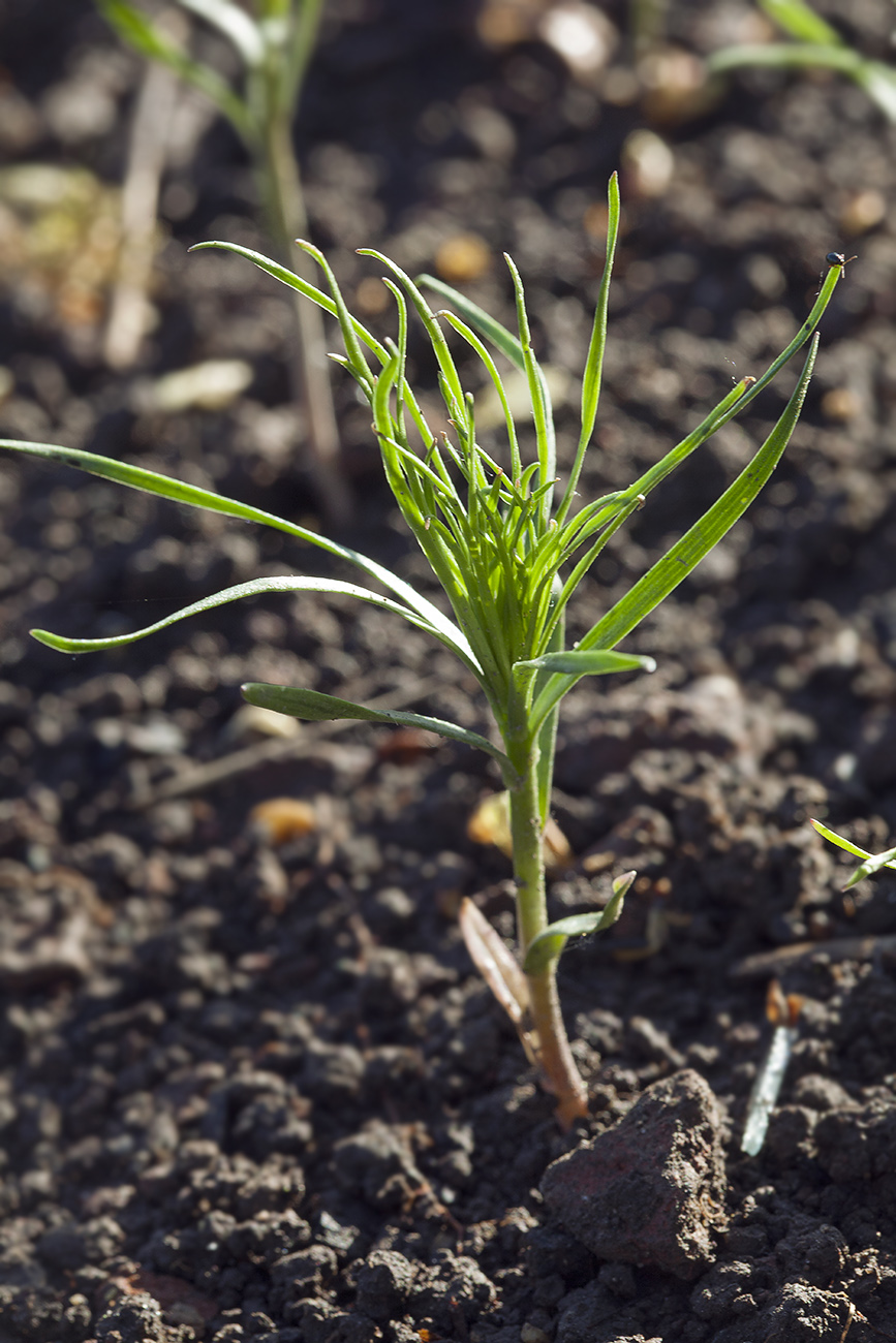 Изображение особи Lilium pumilum.