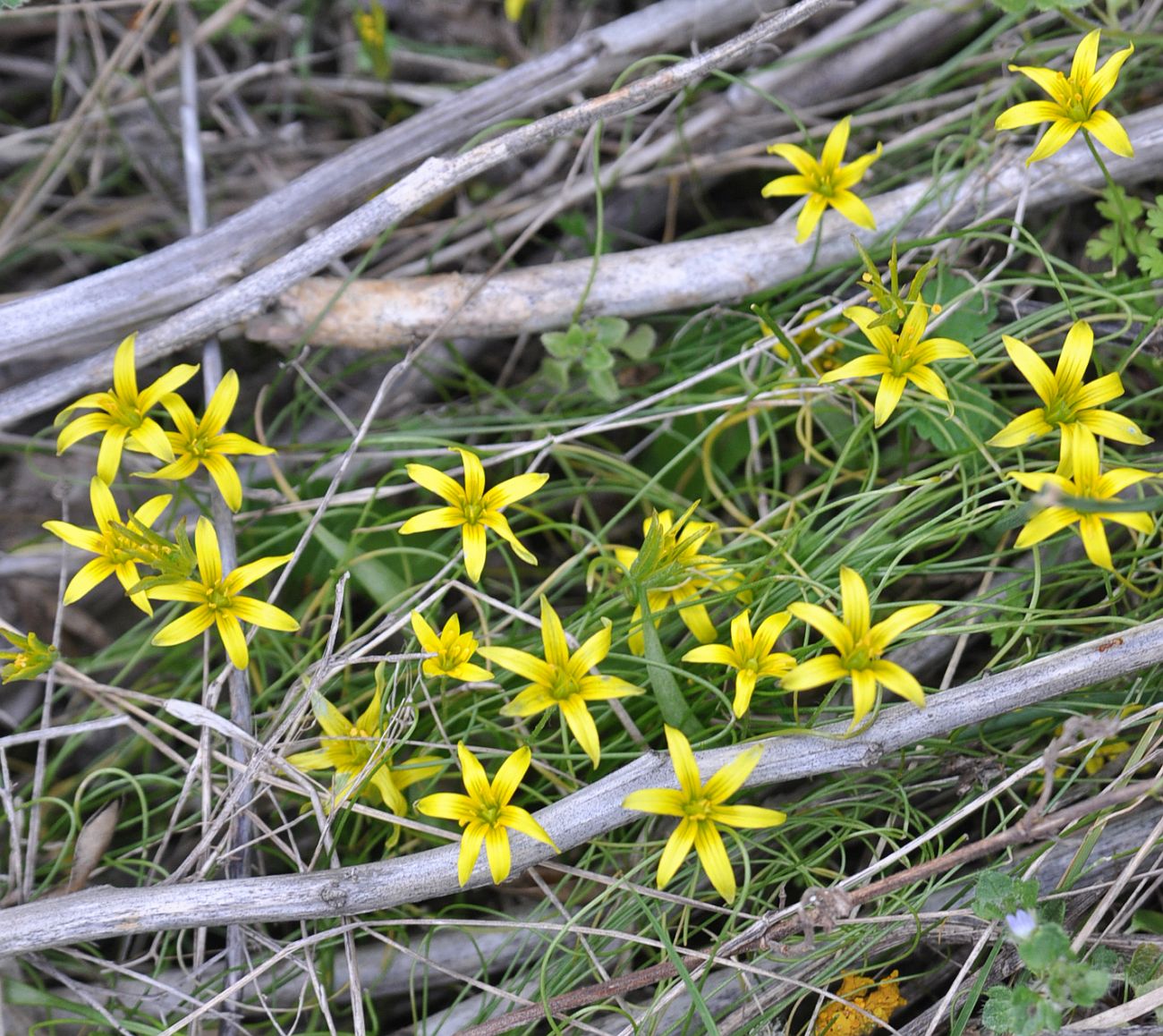 Image of genus Gagea specimen.