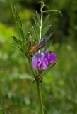 Vicia angustifolia