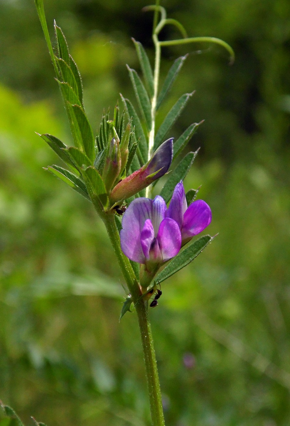 Image of Vicia angustifolia specimen.