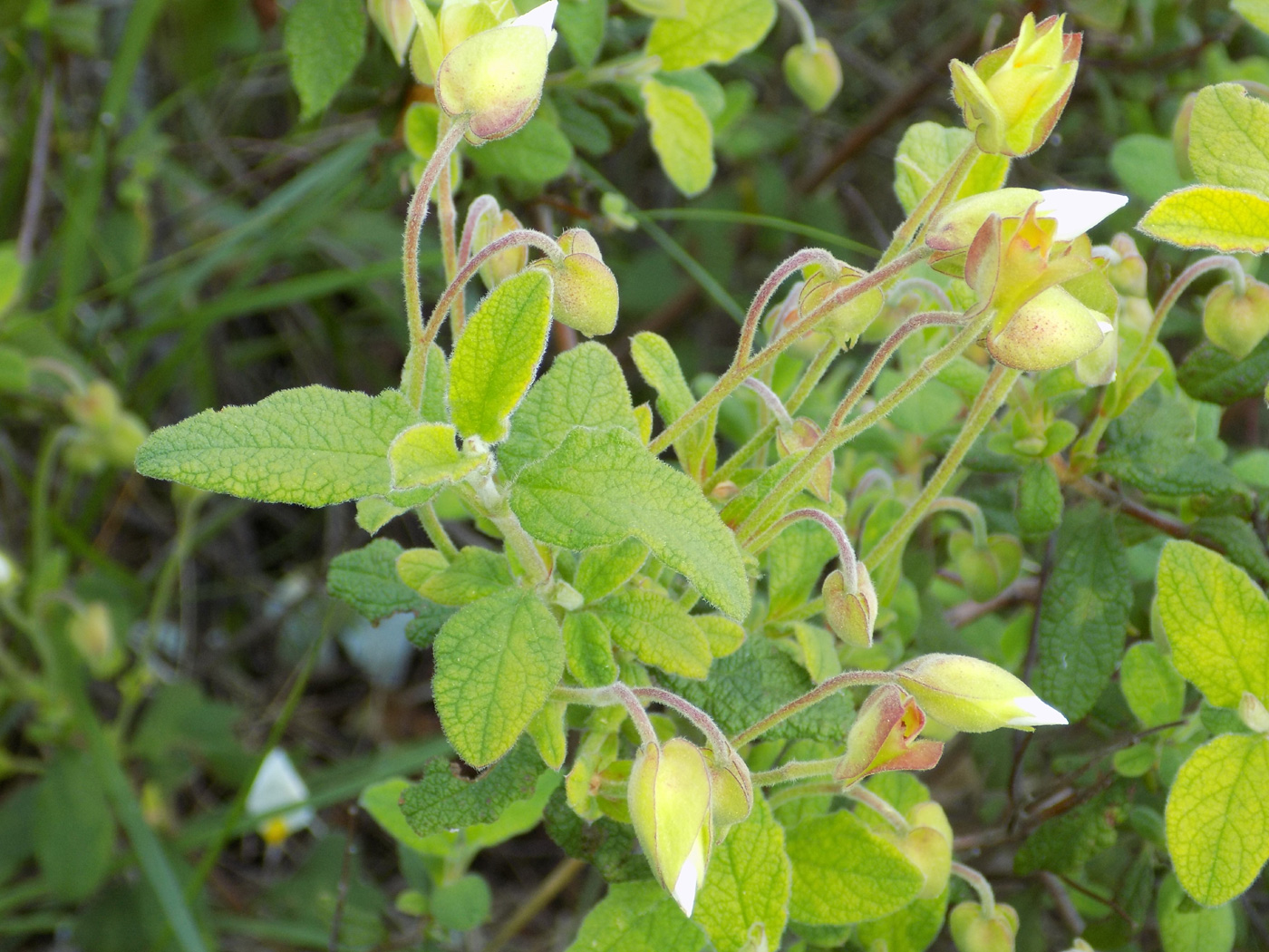 Image of Cistus salviifolius specimen.