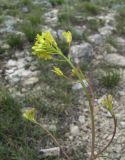 Brassicaceae