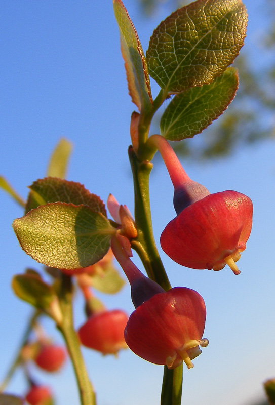 Image of Vaccinium myrtillus specimen.