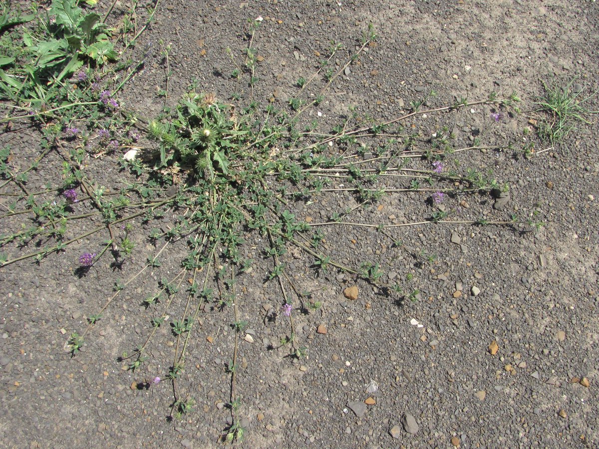 Image of Medicago caerulea ssp. semicoerulea specimen.