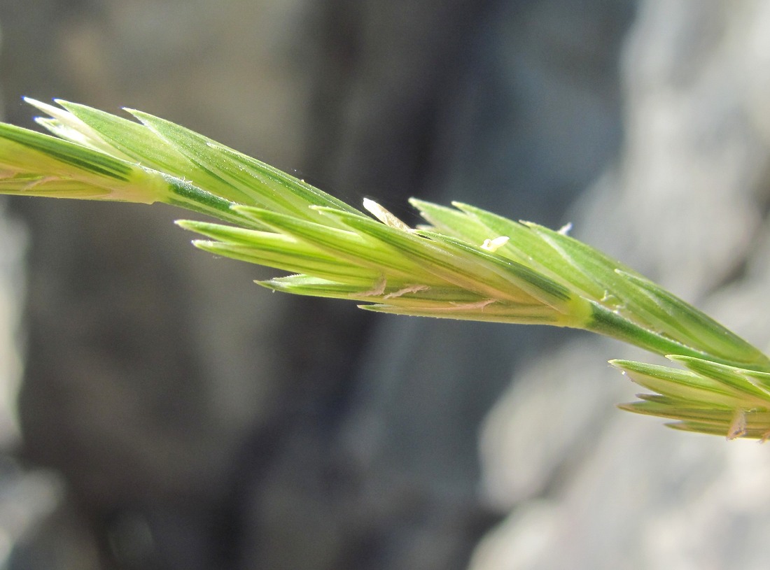 Изображение особи Elytrigia gracillima.