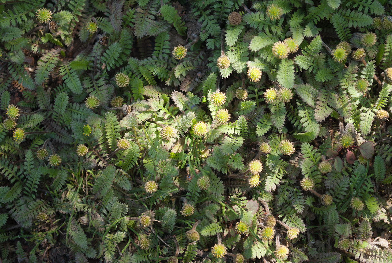 Image of Leptinella potentillina specimen.