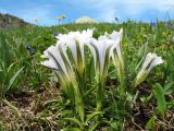 Gentiana grandiflora. Цветущее растение белоцветковой морфы. Казахстан, Центральный Алтай, окр. оз. Рахмановское, подходы к пер. Радостный, ≈ 2100 м н.у.м., субальпийский луг. 26 июня 2019 г.