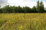 Solidago virgaurea