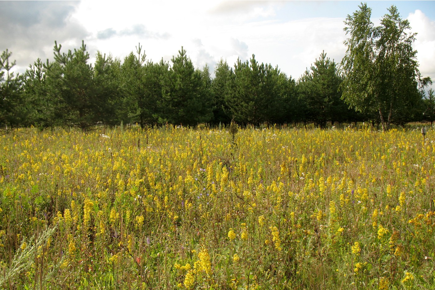 Изображение особи Solidago virgaurea.