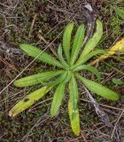 genus Carlina