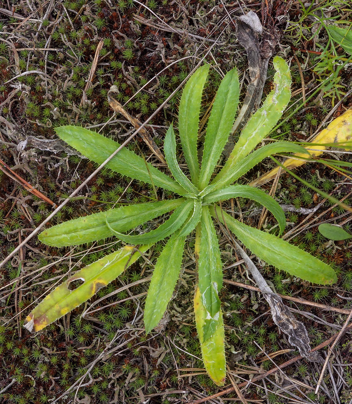 Изображение особи род Carlina.