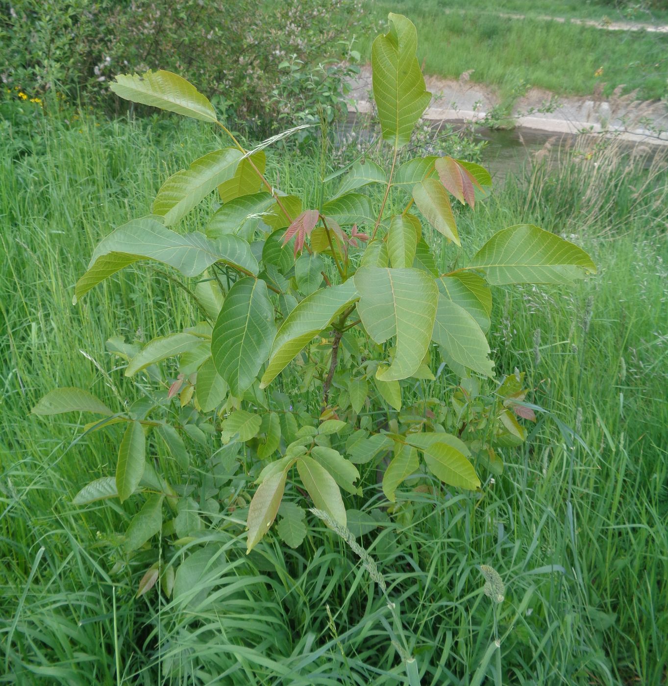 Image of Juglans regia specimen.