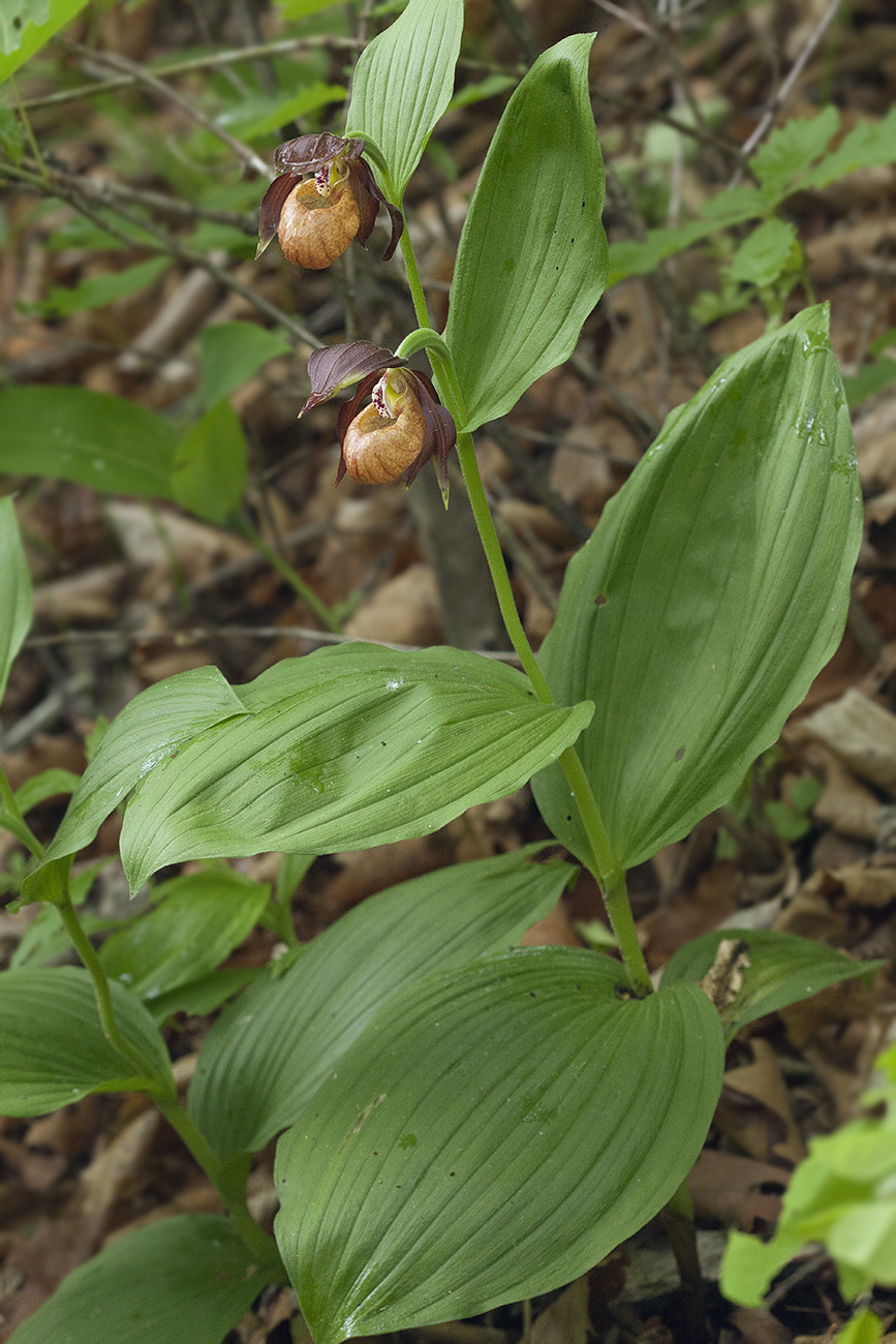 Изображение особи Cypripedium &times; microsaccos.