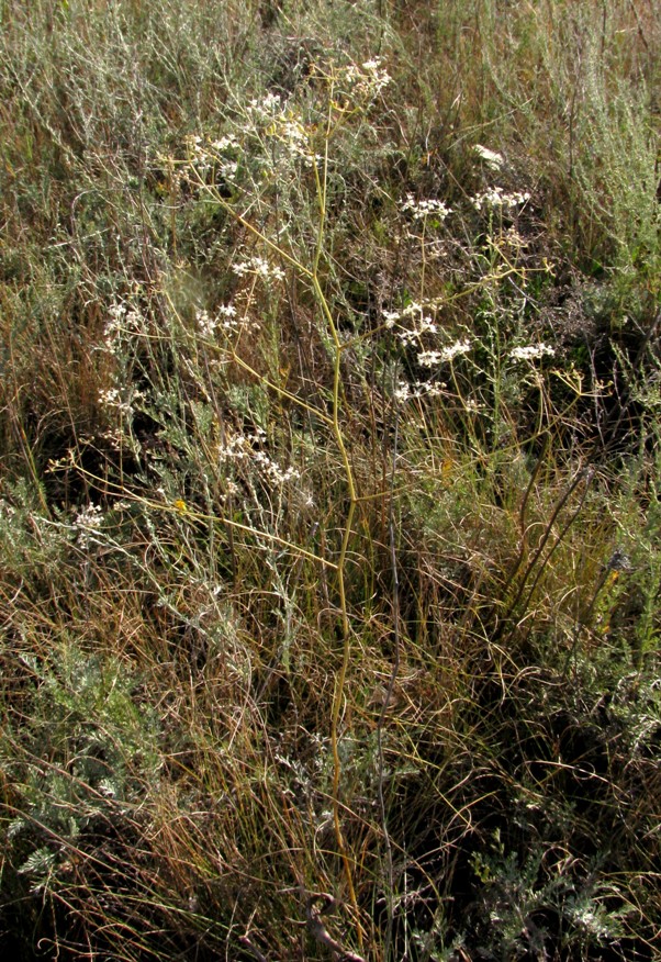 Image of Palimbia defoliata specimen.