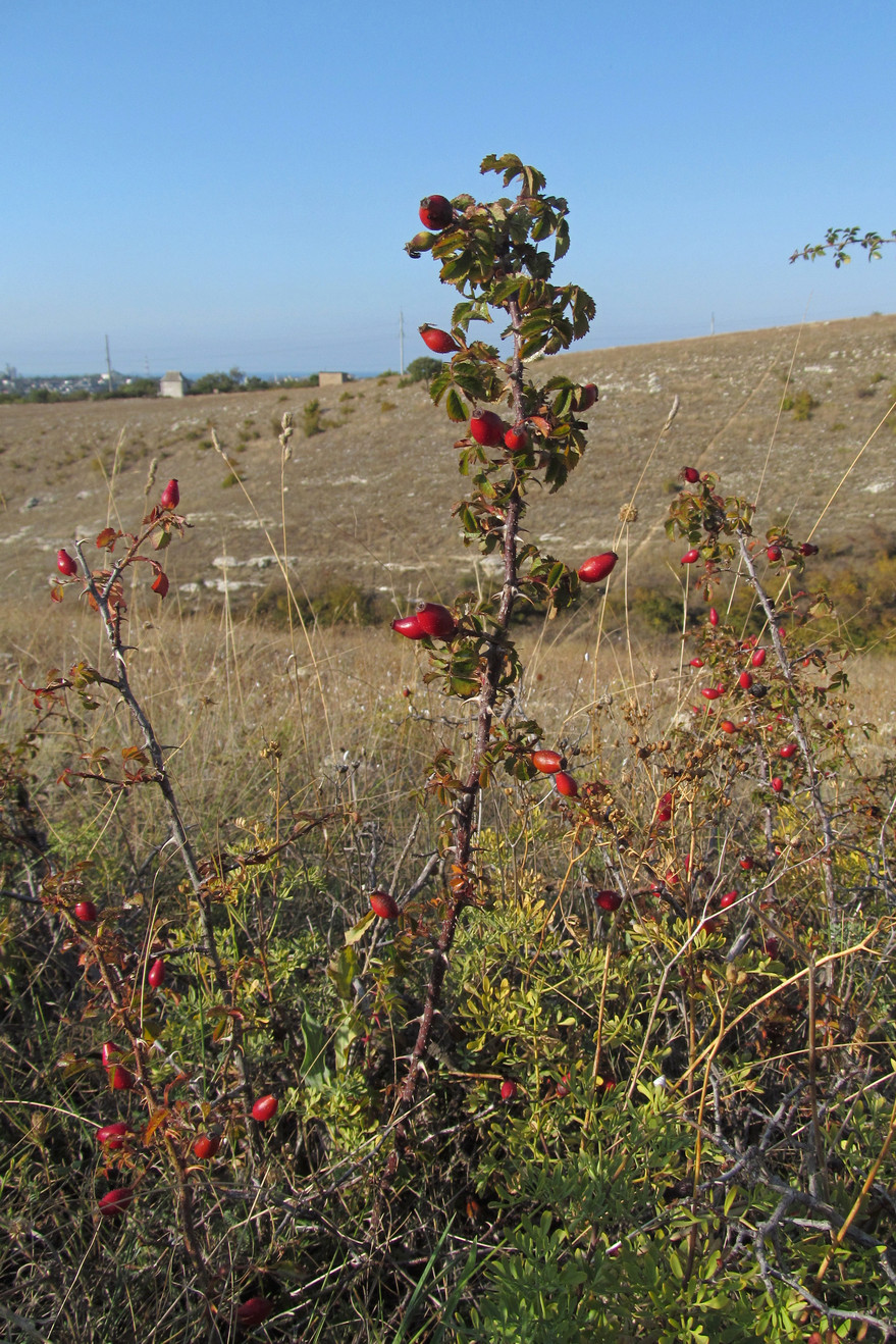 Image of Rosa turcica specimen.