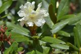 Rhododendron caucasicum. Верхушка побега с соцветием. Республика Адыгея, Майкопский р-н, окр. с. Новопрохладное (Сахрай), хр. Передовой, восточный склон горы Западный Ачешбок, субальпийский пояс кустарников, 2080 м. 23.05.2019.