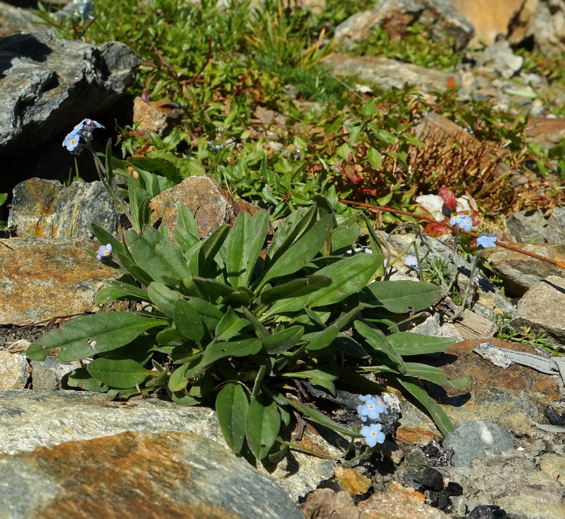 Изображение особи Myosotis alpestris.