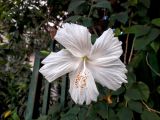 Hibiscus rosa-sinensis. Цветок. Израиль, г. Бат-Ям, в культуре. 25.10.2016.