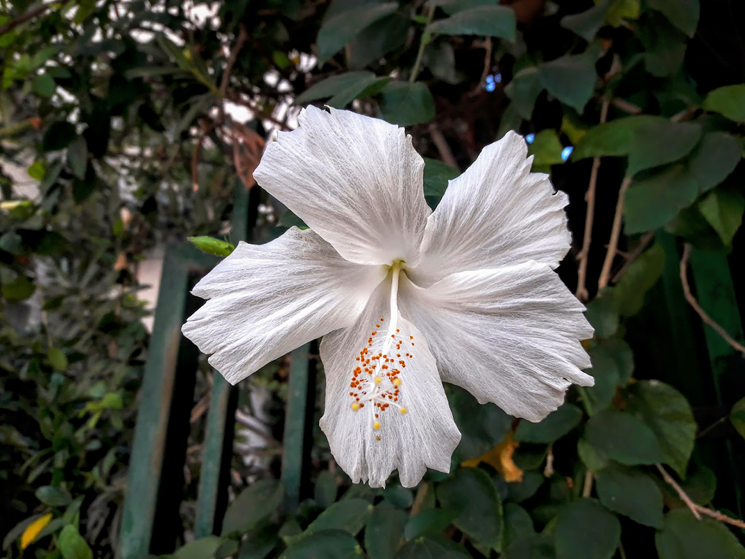 Изображение особи Hibiscus rosa-sinensis.