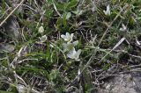 genus Ornithogalum