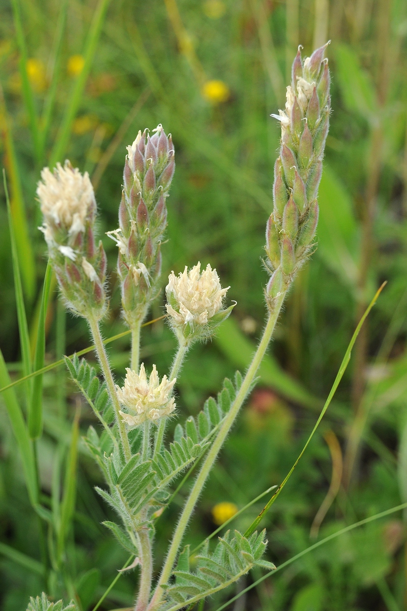 Изображение особи Oxytropis pilosa.