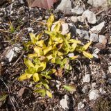 Gentiana oschtenica