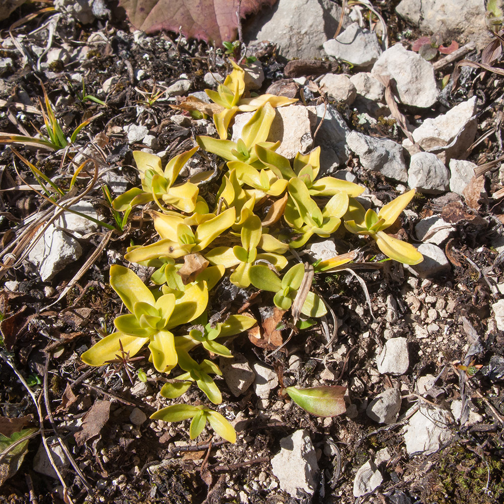 Image of Gentiana oschtenica specimen.