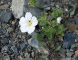 Cerastium lithospermifolium. Цветущее растение. Алтай, Северо-Чуйский хр., окр. ледника Большой Актру, ≈ 2800 м н.у.м., каменистый склон. 21.07.2010.