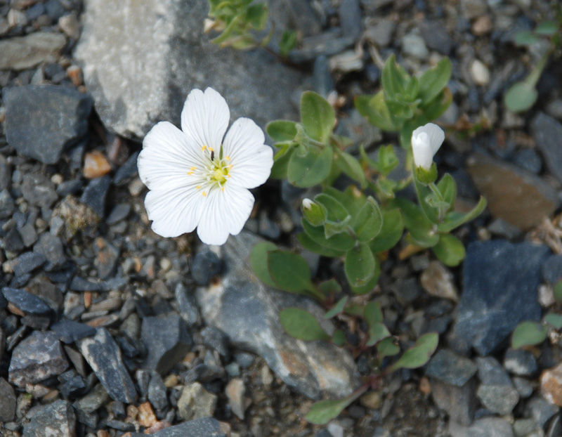 Image of Cerastium lithospermifolium specimen.