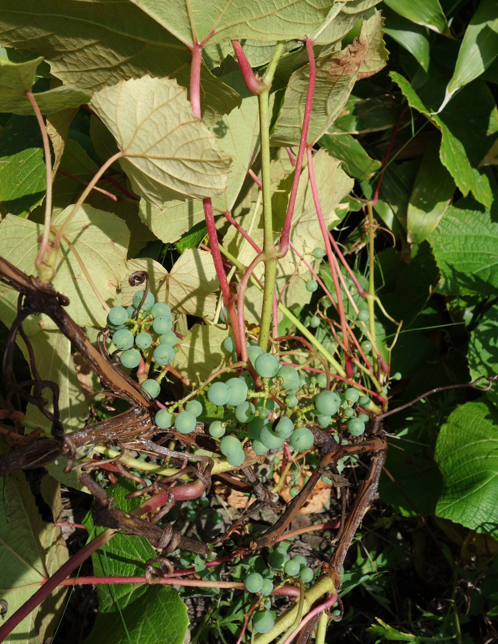 Изображение особи Vitis coignetiae.