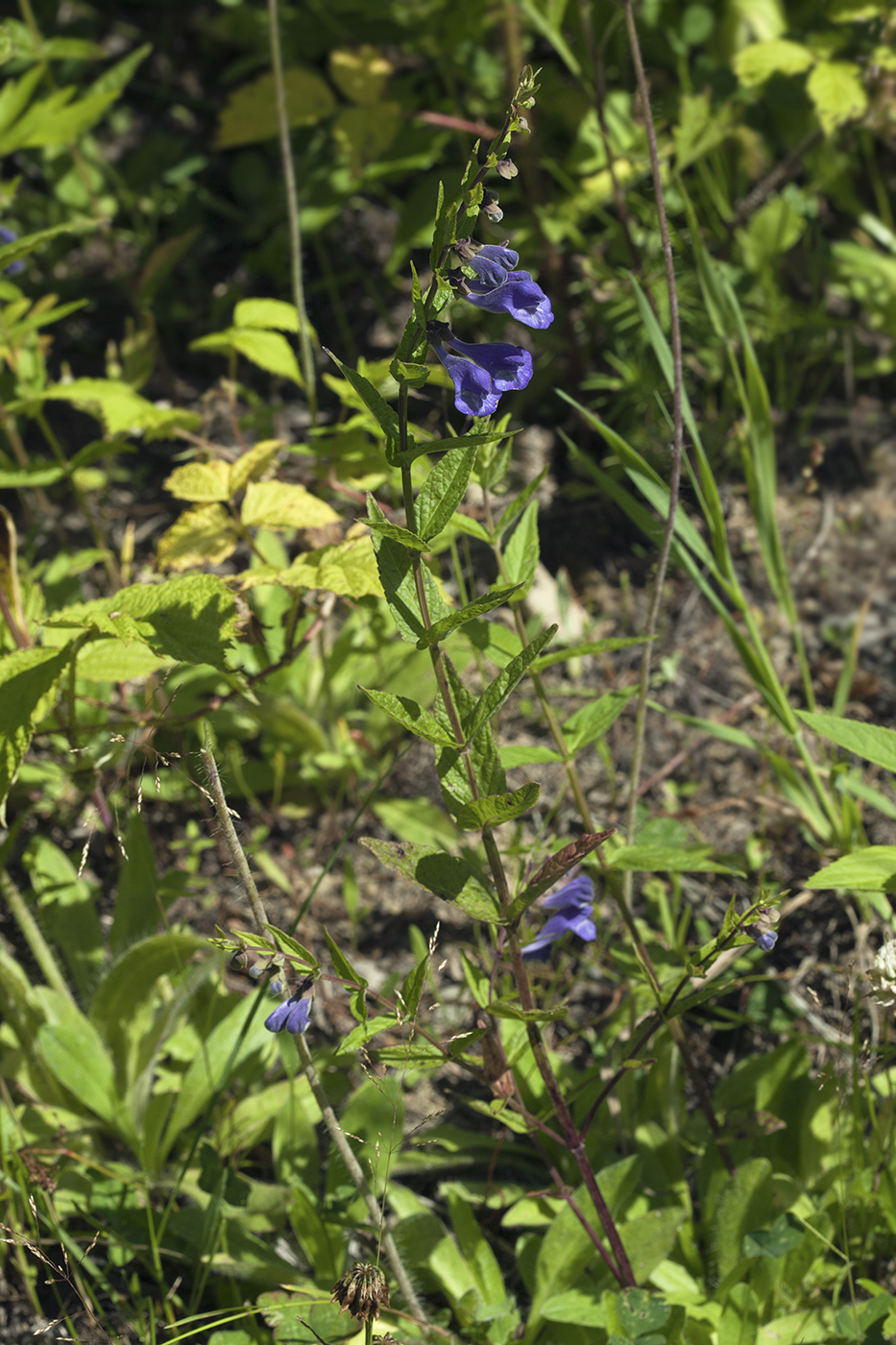 Image of Scutellaria yezoensis specimen.