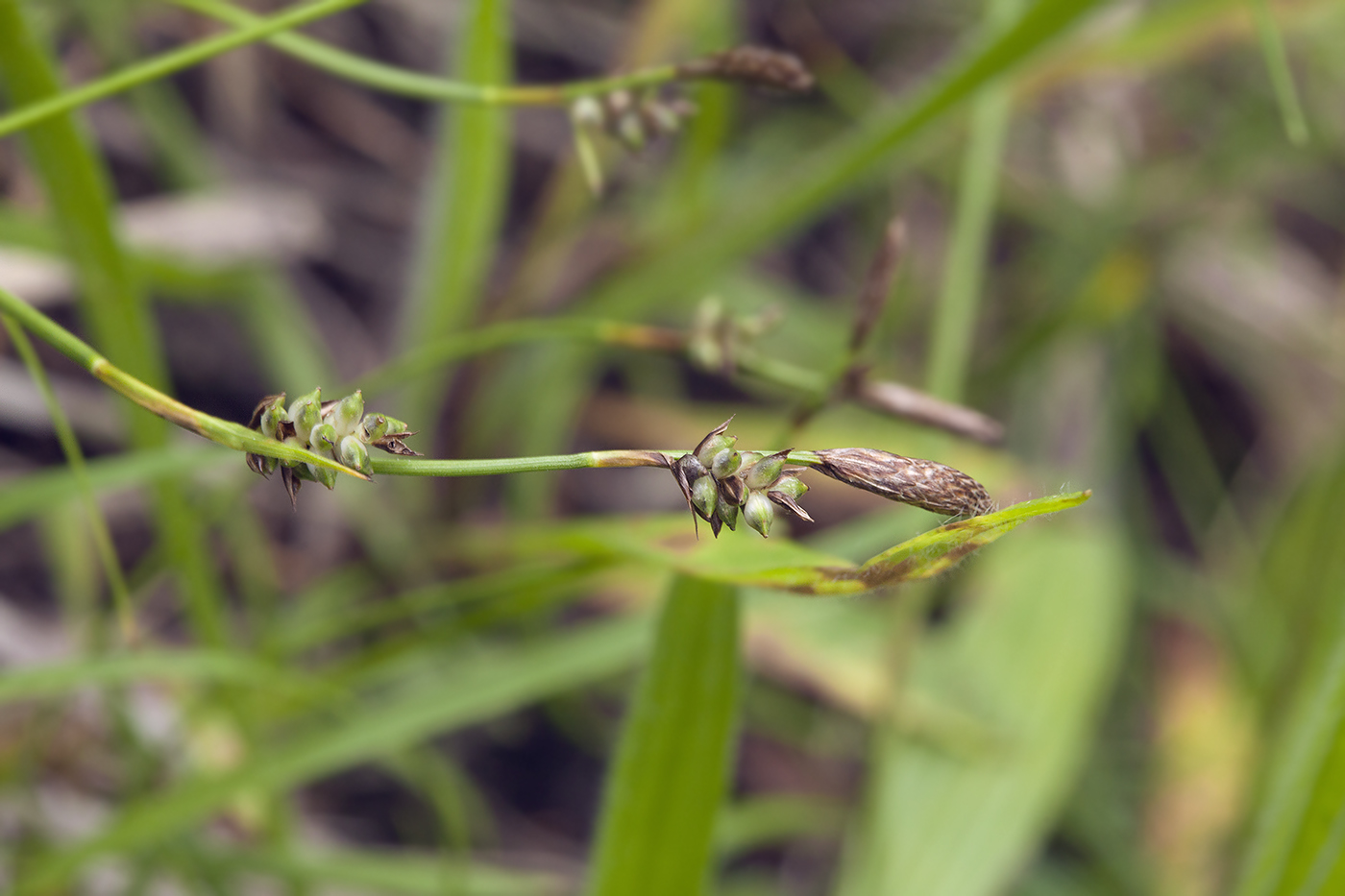 Изображение особи Carex microtricha.