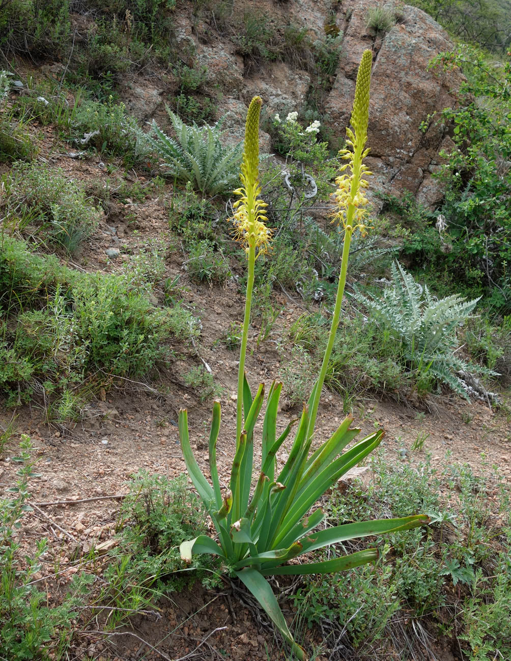 Изображение особи Eremurus fuscus.