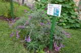 Salvia leucantha. Цветущее растение. Перу, г. Лима, ботанический сад лекарственных растений Министерства здравоохранения. 09.10.2019.