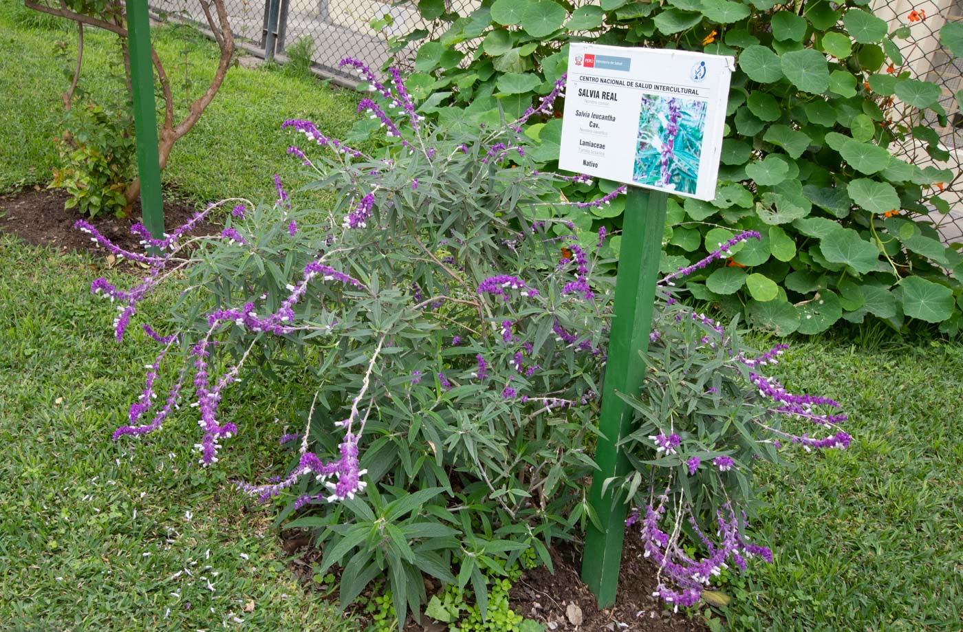 Image of Salvia leucantha specimen.