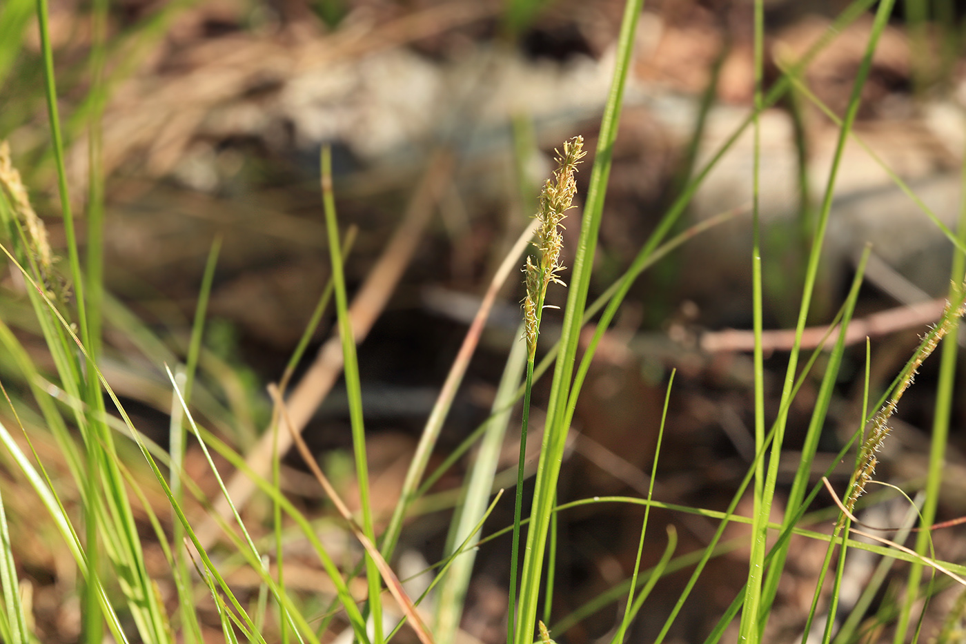 Изображение особи Carex elongata.