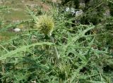 Echinops maracandicus. Верхушка растения с развивающимся соцветием. Кыргызстан, Чуйская обл., окр. г. Бишкек восточнее с. Орто-Сай, предгорье, пустырь перед холмами. 04.06.2019.