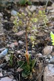 Rosularia glabra